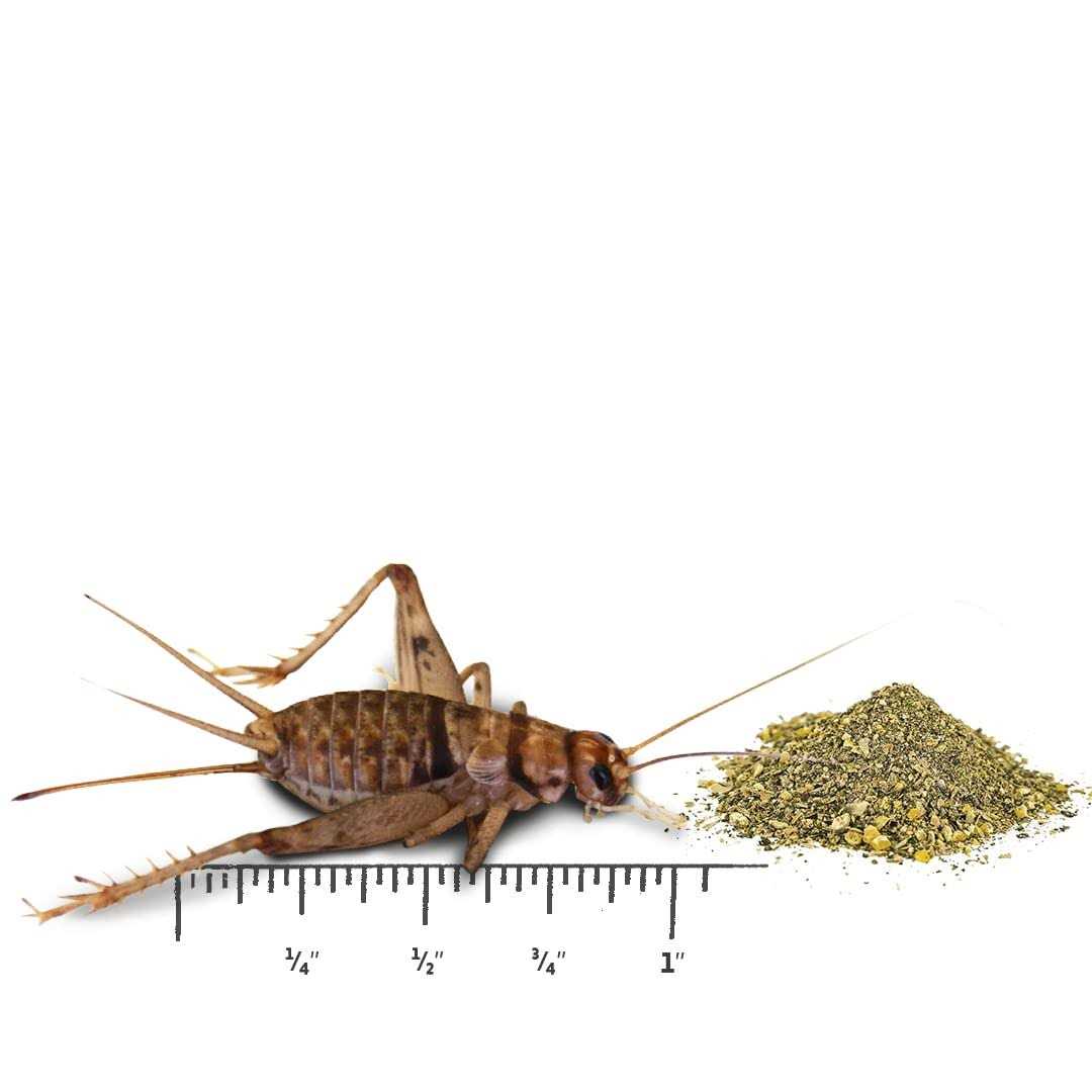 Live Banded Crickets Reptile Food F82411