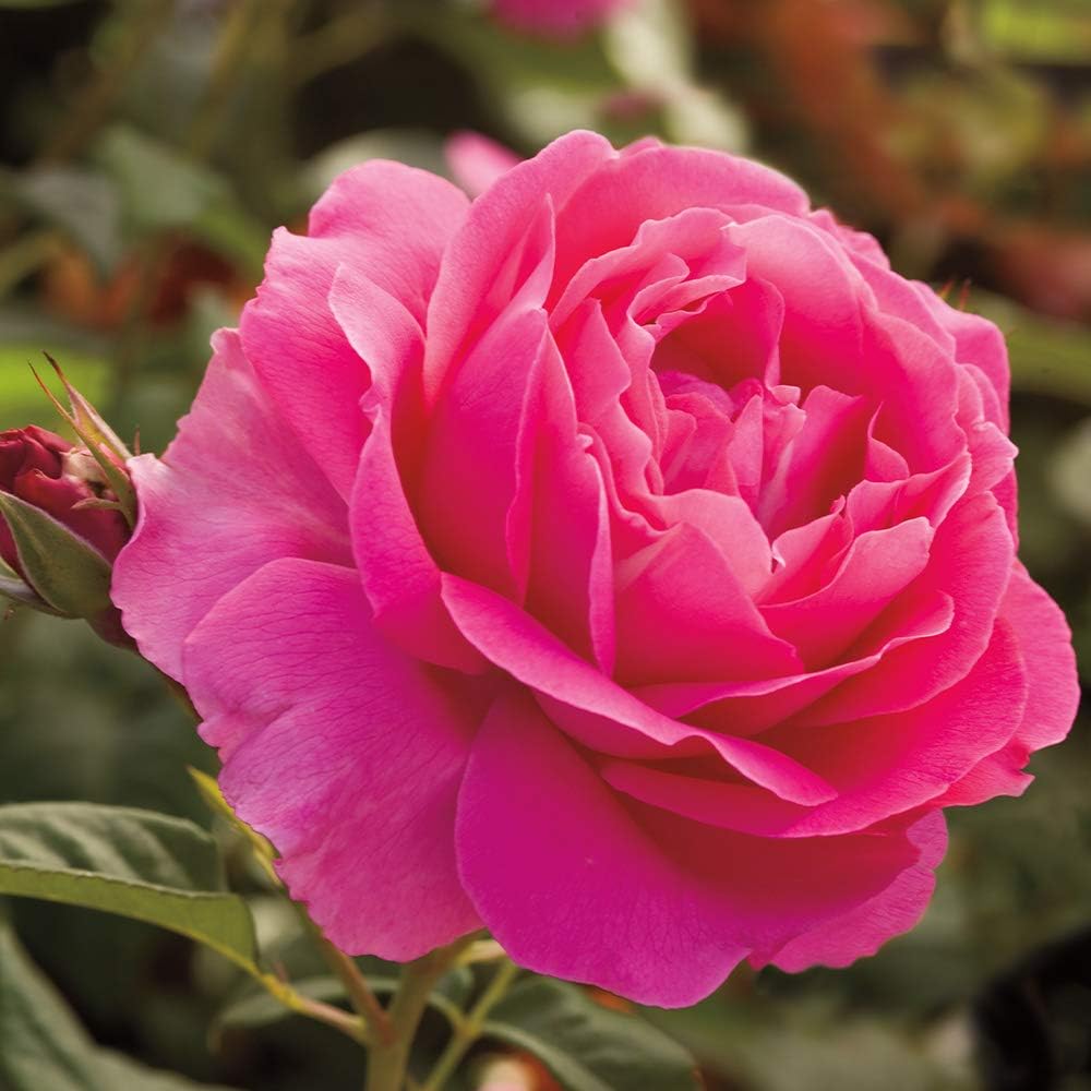 Pink Rose Bush, Hybrid Tea Live Plant G4109