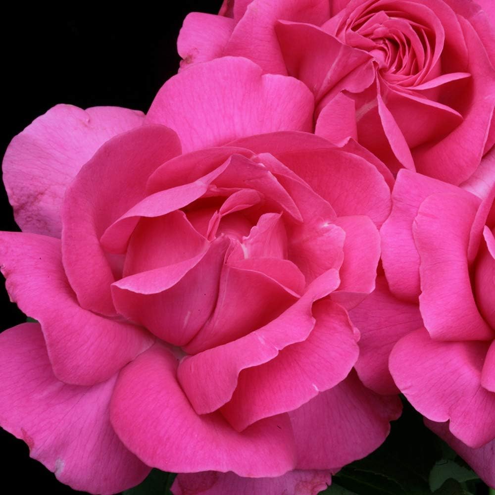 Pink Rose Bush, Hybrid Tea Live Plant G4109