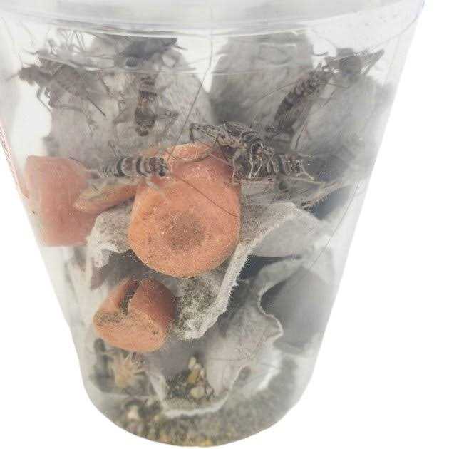 Live Banded Crickets Reptile Food F82411