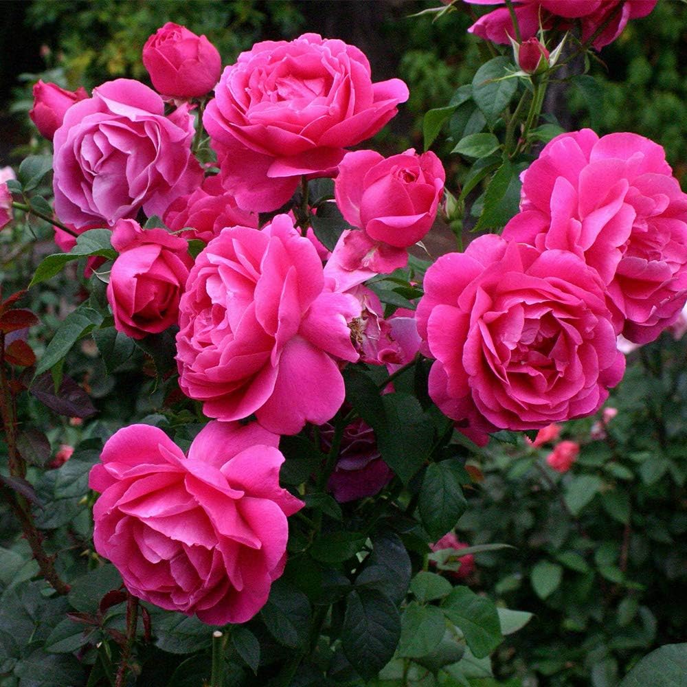 Pink Rose Bush, Hybrid Tea Live Plant G4109