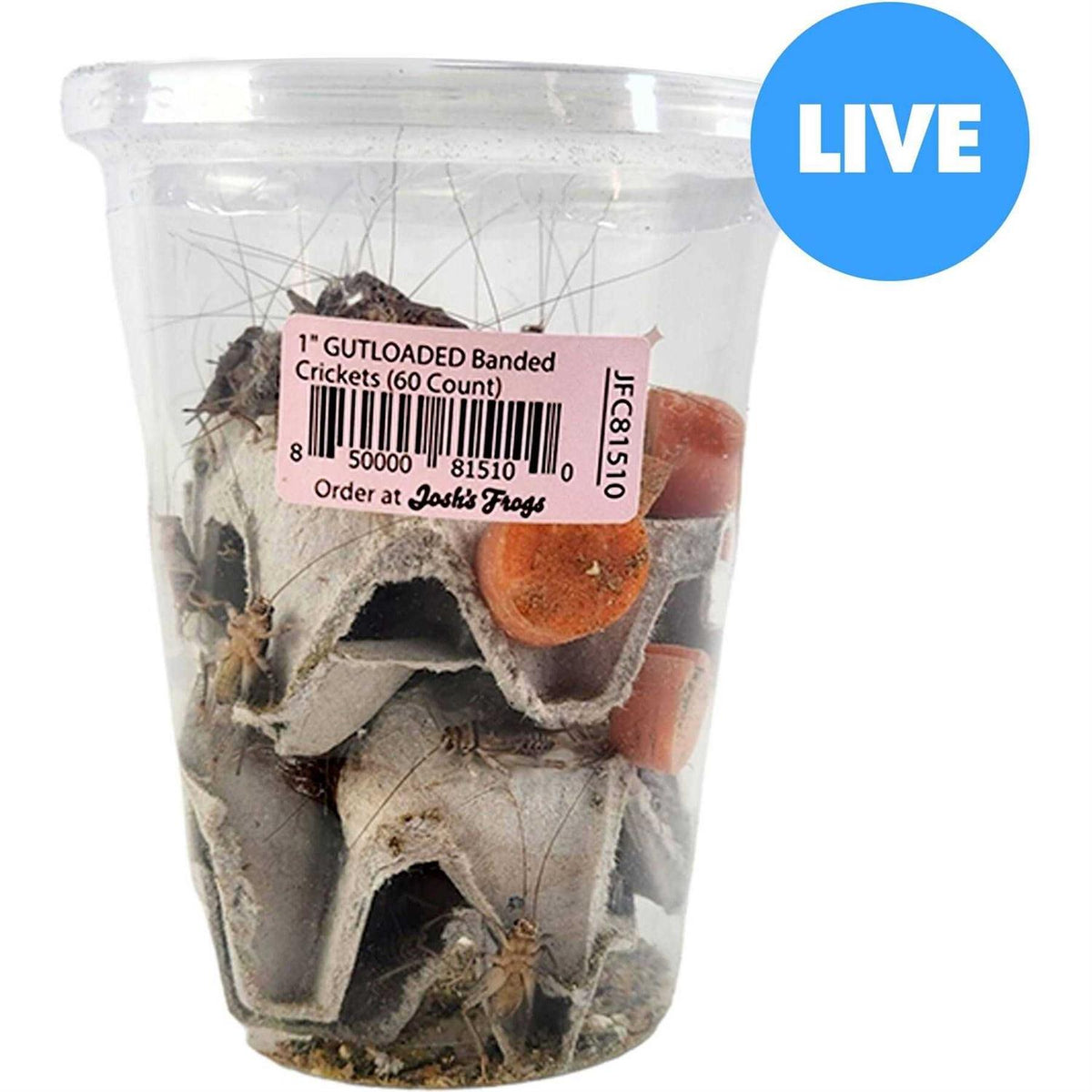 Live Banded Crickets Reptile Food F82411