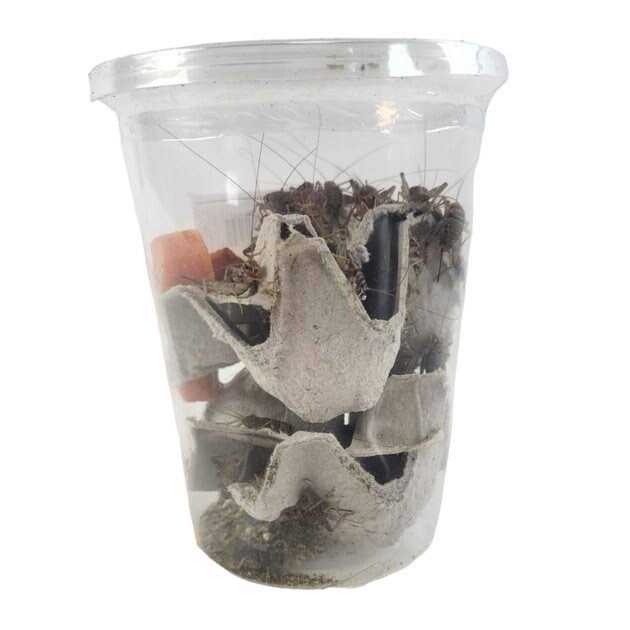 Live Banded Crickets Reptile Food F82411