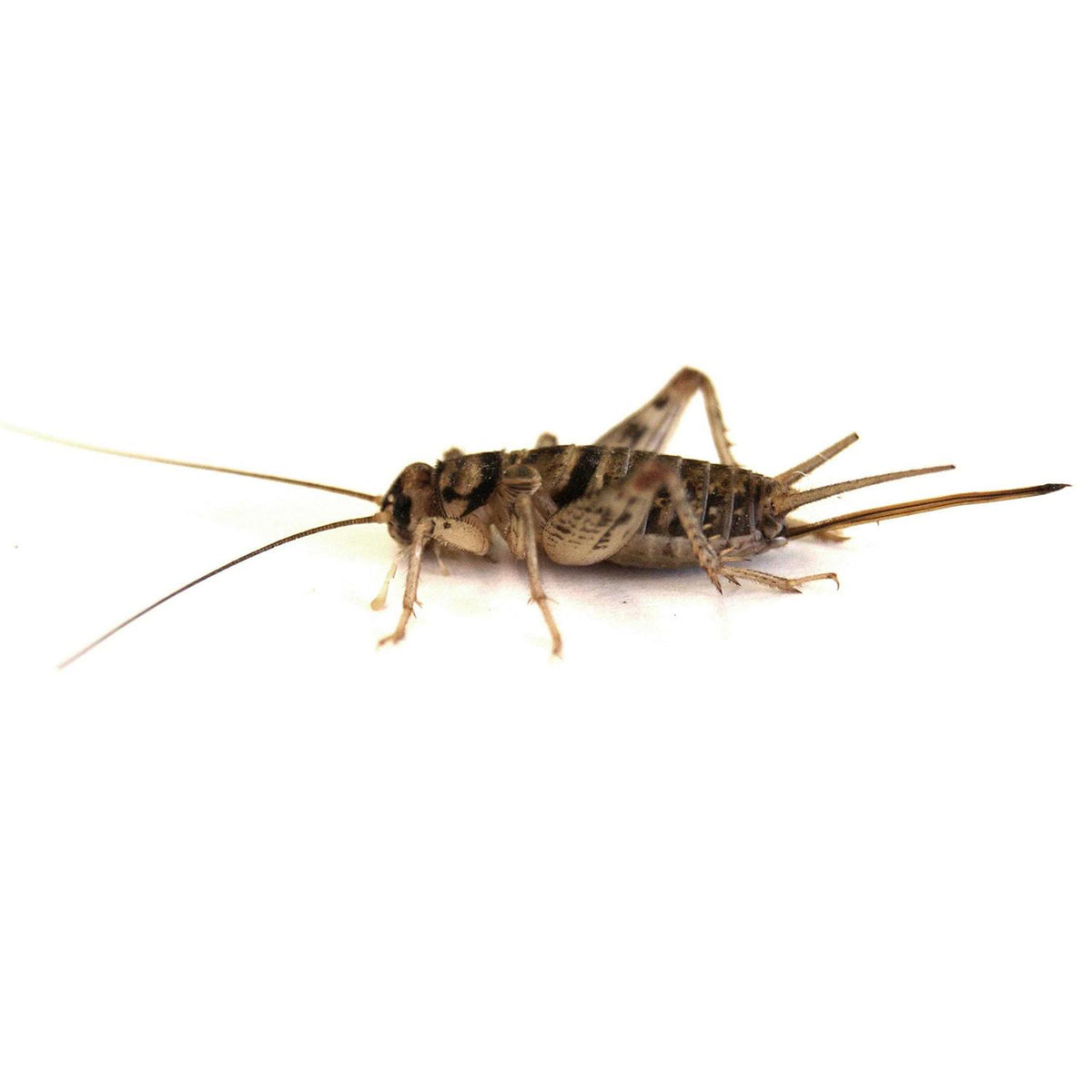 Live Banded Crickets Reptile Food F82411